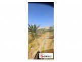 أشجار نخيل