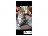 قطة شيرازي أنثى سعر مغري