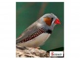 طائر الفنك