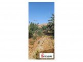 أشجار نخيل Image 2