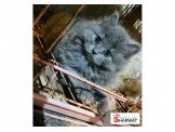 بريتش بيور بريطاني "ذكر" عمر 3 شهور للمعني Image 2