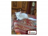 قطط للبيع Image 2