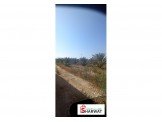 أشجار نخيل Image 3