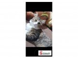 قطة شيرازي أنثى سعر مغري Image 3