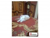 قطط للبيع Image 3