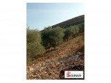 اشجار زيتون Image 3