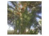 نخيل مجهول Image 2