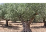 شجر زيتون رومي مثمر جودة عالية Image 2