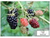 اشتال توت اسود Black Berry plants 