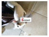 قطة منزلية بيضاء