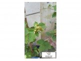 اشتال توت اسود Black Berry plants  Image 3