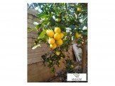 جنين..اون لاين Image 3