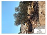 اشجار زيتون كبيرة Image 3