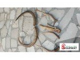 قرون غزلان المها وعادى