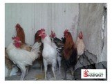ديوك بلدي للبيع