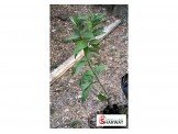 اشتال حمضيات 