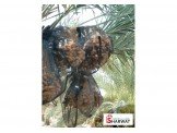 ضمان مزرعة نخيل في وسط أريحا