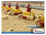 مستلزمات مزارع الدواجن المغلقة  Image 2