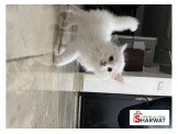 قط شيرازي  Image 2