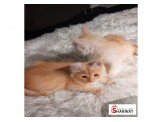قطط للبيع بسعر مغري  Image 3