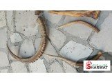 قرون غزلان المها وعادى Image 3