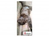 شيرازي Image 3