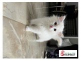 قط شيرازي  Image 3