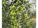 زيت زيتون عالي الجودة للبيع