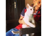 قطة بيضاء Image 3