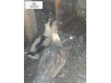 بط للبيع صنف جميل وممتاز 13 بطه 