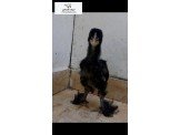 حرق أسعار برهومي وقطني Image 3