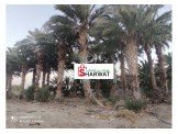 أشجار نخيل
