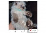 قطه همالاي اصلي مستوى عالي انثى ع...