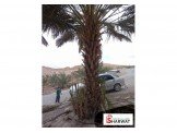 اشجار نخيل وجميع الاحجام
