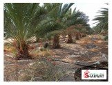 اشجار نخيل وجميع الاحجام Image 2