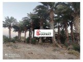 أشجار نخيل Image 3