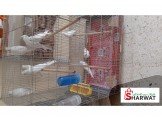 طيور كوكتيل أبيض 
