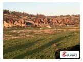 المزرعة النموذجية لإنتاج حليب النوق
