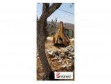شجر زيتون كبير Image 2
