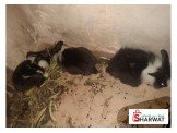 متوفر للبيع ارانب Image 3