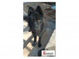 German Shepherd كلب  Image 3