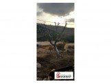 شجر زيتون كبير Image 3