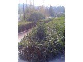 العرب للحدائق Image 2