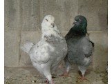 حمام كينج نخب Image 3