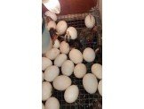 فقاسة بيض Image 3