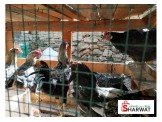 طيور دجاج بلدي متاحة للبيع