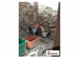 طيور دجاج بلدي متاحة للبيع Image 2
