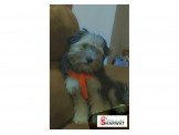 كلب Maltese/chiwawa  Image 3