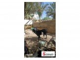 اريحا/مخيم عقبة الجبر Image 3