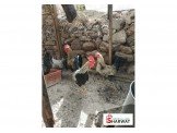 طيور دجاج بلدي متاحة للبيع Image 3